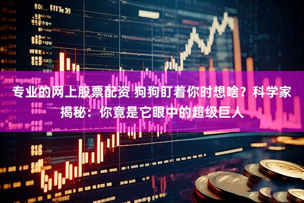 专业的网上股票配资 狗狗盯着你时想啥？科学家揭秘：你竟是它眼中的超级巨人